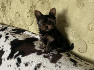 Продам миниатюрного мальчика