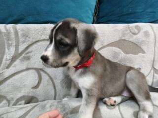 Щенята помесь лабрадор ретривера