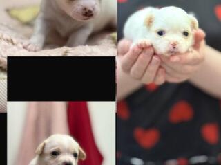 Продам щенков чихуахуа!!!