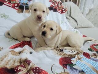 Щенки Лабрадора - Ретривера