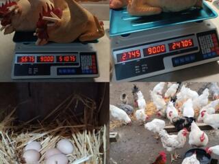 Петушки резанные и живые. Яйцо.