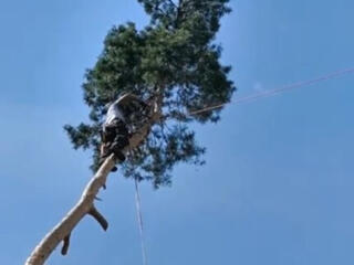 Спил деревьев любой сложности