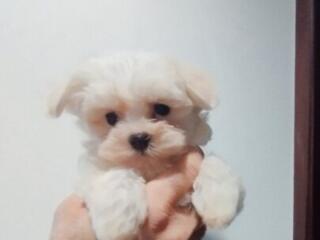 , Щенки мальтийской болонки (bichon maltese)