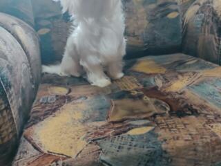 Bichon maltese (мальтийская болонка) приглашает на вязку