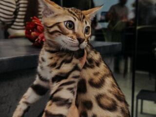 Бенгальские котята