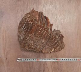 ЗУБ МАМОНТА