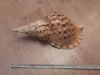 МОРСКАЯ РАКУШКА