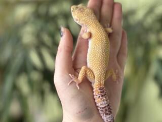 В продаже ручной эублефар редкой морфы