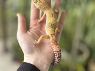 В продаже ручной малыш эублефар