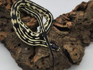 Продаётся королевская калифорнийская змея