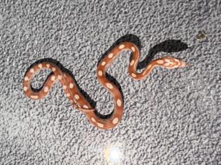 В продаже малыш маисовый полоз