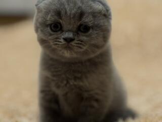 Продаются шотландские котята.