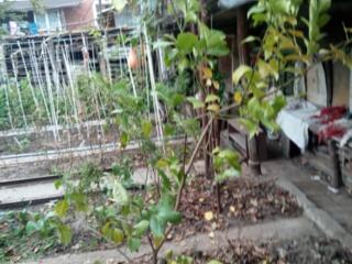 Лимонное дерево