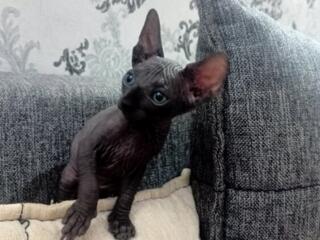 Котята канадского сфинкса