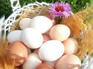 Домашние куриные яйца