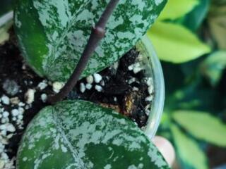 Хойя Wilbur Graves