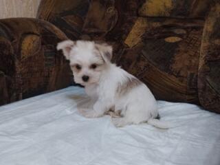 Мини мальчик bichon