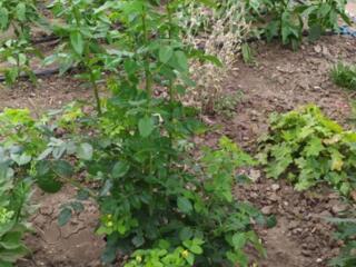 Продается Садовый участок