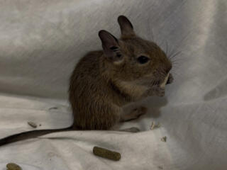 В продаже белочка дегу