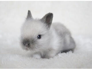 В продаже декоративные крольчата СУПЕР МИНИ!