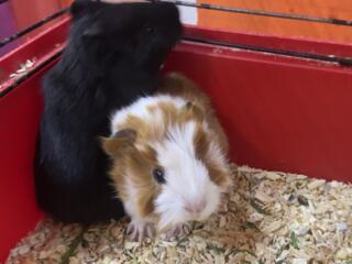 В продаже морские свинки, малыши