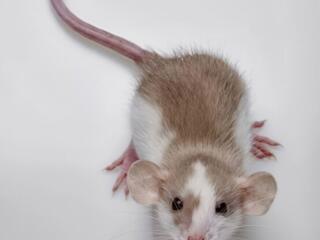 В продаже очень милые крысята