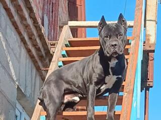 Вязка Кане-Корса