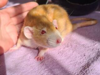 В продаже крысенок редкого окраса