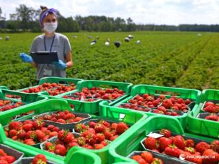 Жду сельских на оформление - сборка клубники в Германии.