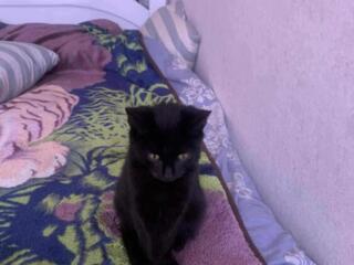 Отдам двух котят в добрые руки звонить 24 24