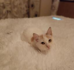 Беленькая красавица ищет дом