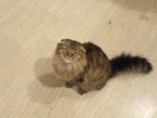 Красивейшая кошка