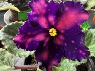 Сортовые фиалки