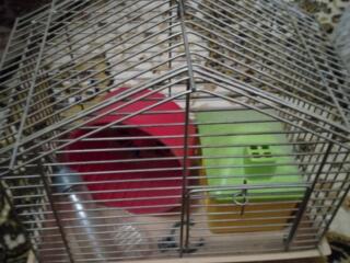 Клетка для хомячка.