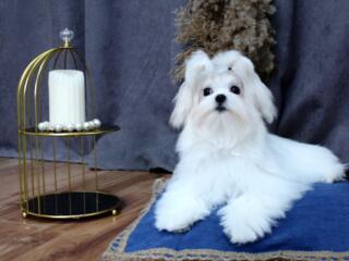 Кукольные щенки мальтезе