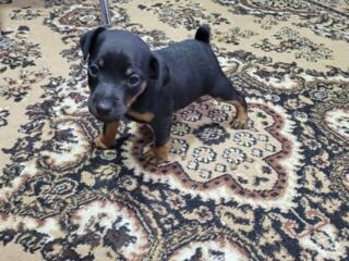 Щенки Ягд терьера