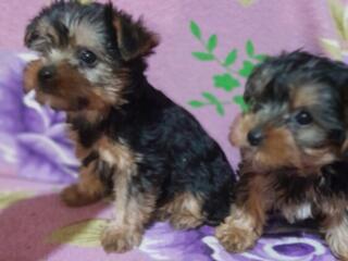 Йоркширский терьер мальчики