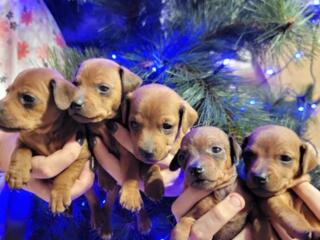 Клубные (WKU) щенки цвергпинчера