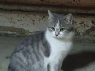 Отдам котенка в добрые руки!