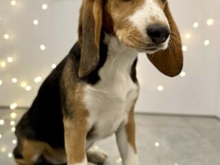 ЩЕНКИ БИГЛЬ