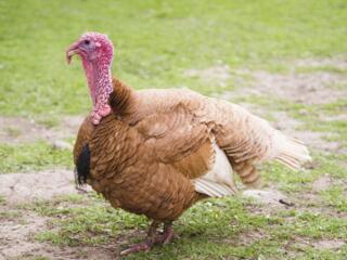 Домашнее мясо индейки - 130 руб/кг