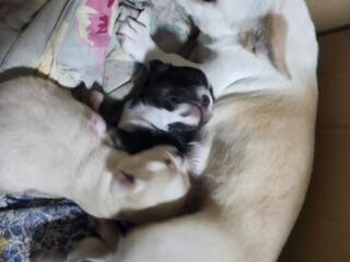 Готовятся к продаже мини чихуахуа