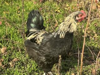 Петух Араукана