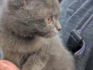 Породистая кошечка