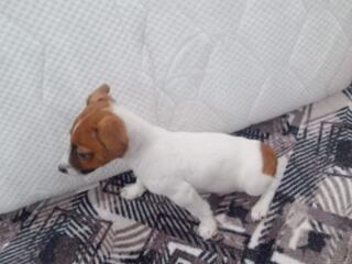 Продам щенков