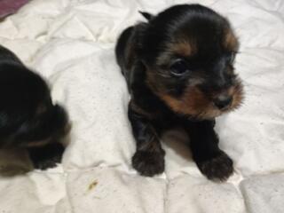 Щенки йоркширского терьера