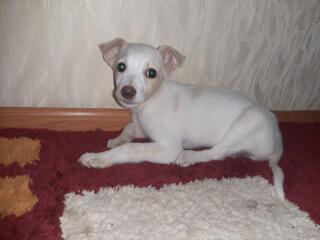 Отдам в добрые руки