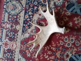 Оленьи рога 300 руб