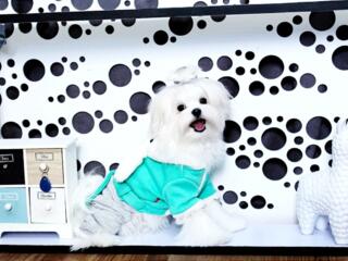 Кукольные щенки мальтезе