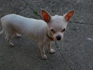 Продам Чихуахуа